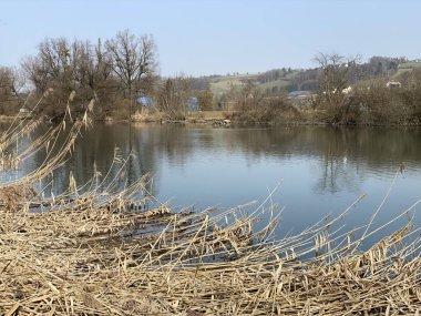 Flachsee Gölü 'nden önce Reuss Nehri ve Aargau Reuss Nehri ovasında (Reussebene' de Naturschutzzone Aargauische Auen), Rottenschwil - İsviçre (Schweiz)