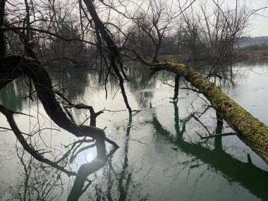 Flachsee Gölü 'nden önce Reuss Nehri ve Aargau Reuss Nehri ovasında (Reussebene' de Naturschutzzone Aargauische Auen), Rottenschwil - İsviçre (Schweiz)