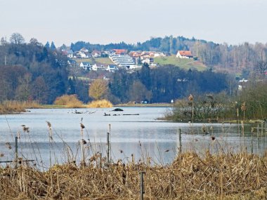 Flach gölü veya Flachsee, Aargau Reuss nehir ovasında (Reussebene 'de Naturschutzzone Aargauische Auen), Rottenschwil - İsviçre (Schweiz)