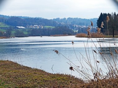 Flach gölü veya Flachsee, Aargau Reuss nehir ovasında (Reussebene 'de Naturschutzzone Aargauische Auen), Rottenschwil - İsviçre (Schweiz)
