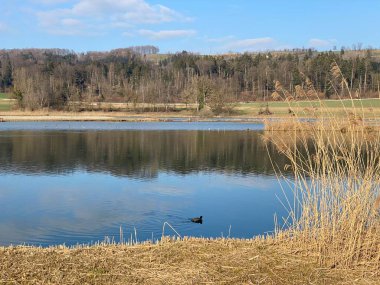 Flach gölü veya Flachsee, Aargau Reuss nehir ovasında (Reussebene 'de Naturschutzzone Aargauische Auen), Rottenschwil - İsviçre (Schweiz)