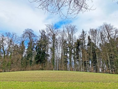 Reuss Nehri ve Flach Gölü veya Flachsee kıyısındaki karışık ormanlar ve doğal koruma bölgesi Aargau Reuss nehir ovasında (der Reussebene 'de Naturschutzzone Aargauische Auen), Rottenschwil - İsviçre (Schweiz)