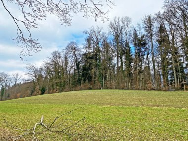 Reuss Nehri ve Flach Gölü veya Flachsee kıyısındaki karışık ormanlar ve doğal koruma bölgesi Aargau Reuss nehir ovasında (der Reussebene 'de Naturschutzzone Aargauische Auen), Rottenschwil - İsviçre (Schweiz)