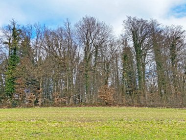 Reuss Nehri ve Flach Gölü veya Flachsee kıyısındaki karışık ormanlar ve doğal koruma bölgesi Aargau Reuss nehir ovasında (der Reussebene 'de Naturschutzzone Aargauische Auen), Rottenschwil - İsviçre (Schweiz)