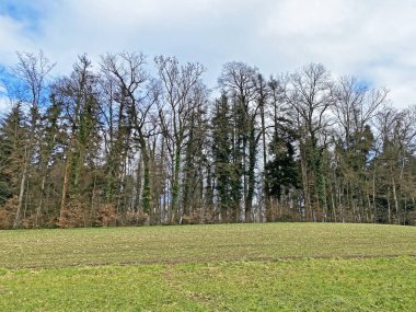 Reuss Nehri ve Flach Gölü veya Flachsee kıyısındaki karışık ormanlar ve doğal koruma bölgesi Aargau Reuss nehir ovasında (der Reussebene 'de Naturschutzzone Aargauische Auen), Rottenschwil - İsviçre (Schweiz)