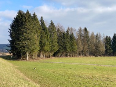 Reuss Nehri ve Flach Gölü veya Flachsee kıyısındaki karışık ormanlar ve doğal koruma bölgesi Aargau Reuss nehir ovasında (der Reussebene 'de Naturschutzzone Aargauische Auen), Rottenschwil - İsviçre (Schweiz)