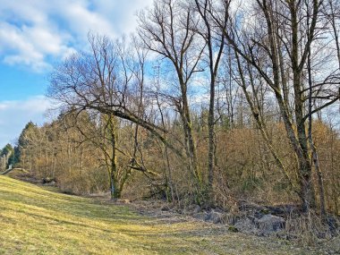 Reuss Nehri ve Flach Gölü veya Flachsee kıyısındaki karışık ormanlar ve doğal koruma bölgesi Aargau Reuss nehir ovasında (der Reussebene 'de Naturschutzzone Aargauische Auen), Rottenschwil - İsviçre (Schweiz)