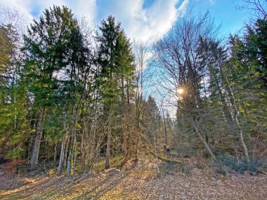 Reuss Nehri ve Flach Gölü veya Flachsee kıyısındaki karışık ormanlar ve doğal koruma bölgesi Aargau Reuss nehir ovasında (der Reussebene 'de Naturschutzzone Aargauische Auen), Rottenschwil - İsviçre (Schweiz)