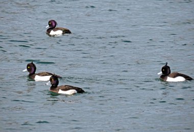 Tüylü ördek (Aythya fuligula), die Reiherente veya Krunasta patka in the natural protected zone Aargau Reuss river plain (Naturschutzzone Aargauische Auen in der Reussebene), Unterlunkhofen - Swiss (Schweiz)