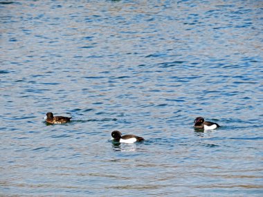 Tüylü ördek (Aythya fuligula), die Reiherente veya Krunasta patka in the natural protected zone Aargau Reuss river plain (Naturschutzzone Aargauische Auen in der Reussebene), Unterlunkhofen - Swiss (Schweiz)