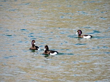 Tüylü ördek (Aythya fuligula), die Reiherente veya Krunasta patka in the natural protected zone Aargau Reuss river plain (Naturschutzzone Aargauische Auen in der Reussebene), Unterlunkhofen - Swiss (Schweiz)