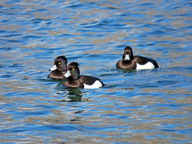 Tüylü ördek (Aythya fuligula), die Reiherente veya Krunasta patka in the natural protected zone Aargau Reuss river plain (Naturschutzzone Aargauische Auen in der Reussebene), Unterlunkhofen - Swiss (Schweiz)