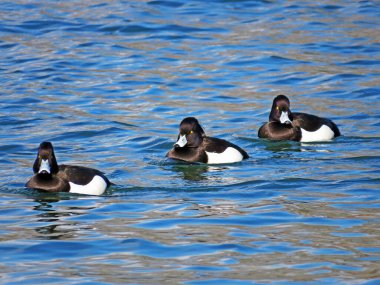 Tüylü ördek (Aythya fuligula), die Reiherente veya Krunasta patka in the natural protected zone Aargau Reuss river plain (Naturschutzzone Aargauische Auen in der Reussebene), Unterlunkhofen - Swiss (Schweiz)