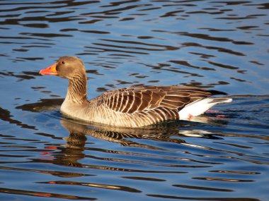 Greylag kaz (Anser anser), Graylag kaz, die Graugans veya Divlja guska Aargau Nehri ovasında, Unterlunkhofen - İsviçre (Schweiz)