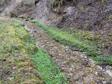 İsviçre 'nin Wolhusen köyü yakınlarındaki Stampfigraben vadisinden akan bir orman deresi (Schweiz)