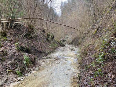 İsviçre 'nin Wolhusen köyü yakınlarındaki Stampfigraben vadisinden akan bir orman deresi (Schweiz)