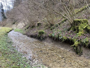İsviçre 'nin Wolhusen köyü yakınlarındaki Stampfigraben vadisinden akan bir orman deresi (Schweiz)
