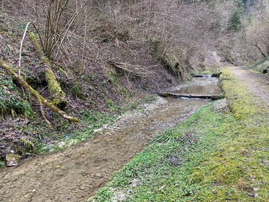 İsviçre 'nin Wolhusen köyü yakınlarındaki Stampfigraben vadisinden akan bir orman deresi (Schweiz)