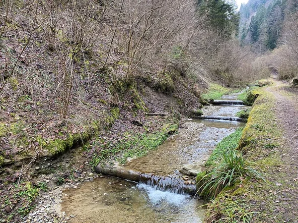 İsviçre 'nin Wolhusen köyü yakınlarındaki Stampfigraben vadisinden akan bir orman deresi (Schweiz)