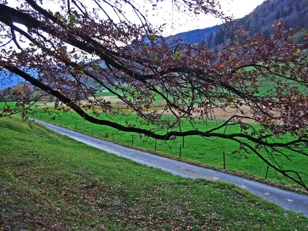 Trails for walking, hiking, sports and recreation on the slopes of the Sevelerberg and Werdenberg mountains, Sevelen - Canton of St. Gallen, Switzerland (Schweiz)