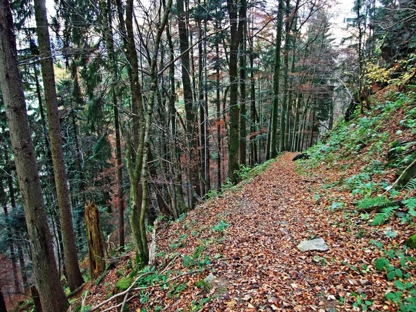 Trails for walking, hiking, sports and recreation on the slopes of the Sevelerberg and Werdenberg mountains, Sevelen - Canton of St. Gallen, Switzerland (Schweiz)