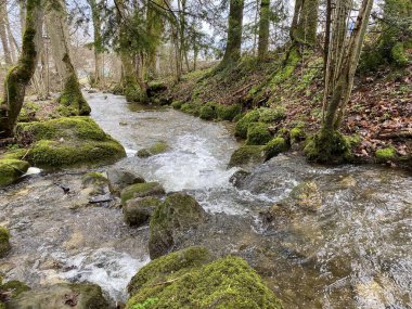 Krebsbach deresi Freyenweijer gölünden sonra ve küçük orman vadisi Bachtobel, Samstagern - Zuerich Kantonu (veya Zürih), İsviçre (Schweiz)
