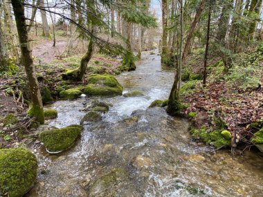 Krebsbach deresi Freyenweijer gölünden sonra ve küçük orman vadisi Bachtobel, Samstagern - Zuerich Kantonu (veya Zürih), İsviçre (Schweiz)