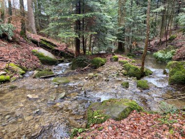 Krebsbach deresi Freyenweijer gölünden sonra ve küçük orman vadisi Bachtobel, Samstagern - Zuerich Kantonu (veya Zürih), İsviçre (Schweiz)