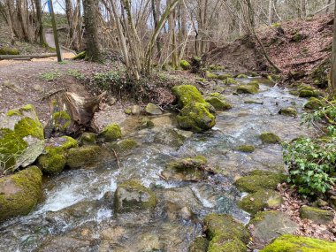 Krebsbach deresi Freyenweijer gölünden sonra ve küçük orman vadisi Bachtobel, Samstagern - Zuerich Kantonu (veya Zürih), İsviçre (Schweiz)