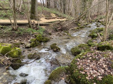 Krebsbach deresi Freyenweijer gölünden sonra ve küçük orman vadisi Bachtobel, Samstagern - Zuerich Kantonu (veya Zürih), İsviçre (Schweiz)