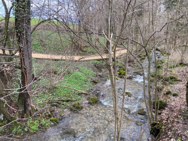 Krebsbach deresi Freyenweijer gölünden sonra ve küçük orman vadisi Bachtobel, Samstagern - Zuerich Kantonu (veya Zürih), İsviçre (Schweiz)