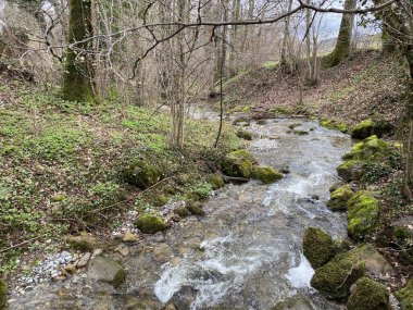 Krebsbach deresi Freyenweijer gölünden sonra ve küçük orman vadisi Bachtobel, Samstagern - Zuerich Kantonu (veya Zürih), İsviçre (Schweiz)