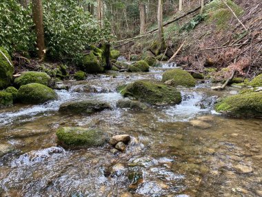 Krebsbach deresi Freyenweijer gölünden sonra ve küçük orman vadisi Bachtobel, Samstagern - Zuerich Kantonu (veya Zürih), İsviçre (Schweiz)