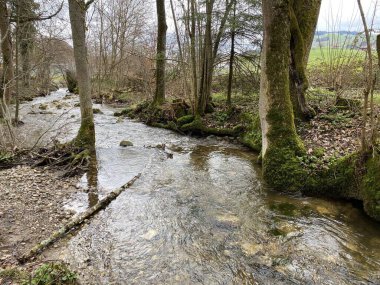 Krebsbach deresi Freyenweijer gölünden sonra ve küçük orman vadisi Bachtobel, Samstagern - Zuerich Kantonu (veya Zürih), İsviçre (Schweiz)