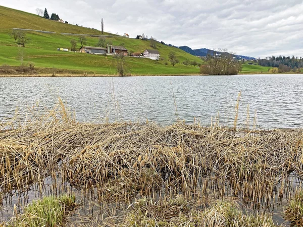 Nature protection area Huettnersee lake or Huettner lake (Huettner see oder Huettnerseeli), Samstagern - Canton of Zuerich (or Zurich), Switzerland (Schweiz)