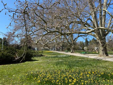 Cenevre Şehri Konservatuarı ve Botanik Bahçesi (Konservatuar et Jardin Botaniques de la Ville de Geneve) Konservatuvar und Botanischer Garten Chambesy, Genf - İsviçre (Suisse)