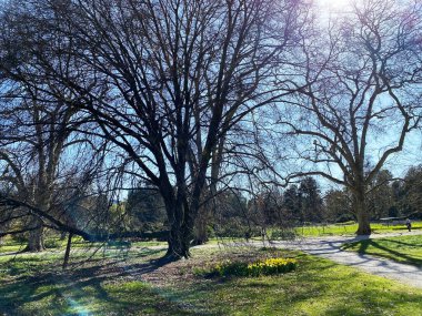 Cenevre Şehri Konservatuarı ve Botanik Bahçesi (Konservatuar et Jardin Botaniques de la Ville de Geneve) Konservatuvar und Botanischer Garten Chambesy, Genf - İsviçre (Suisse)