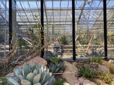 Tropik sera (Seere tropicale), Cenevre Şehri Konservatuarı ve Botanik Bahçesi (Konservatuar et Jardin botaniques de la Ville de Geneve) - İsviçre (Suisse))