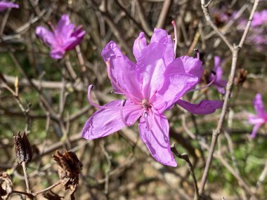 Netzadrige Azalee (Rhododendron reticulatum), Cenevre Konservatuarı ve Botanik Bahçesi (Konservatuar et Jardin botaniques de la Ville de Geneve) - İsviçre (Suisse))