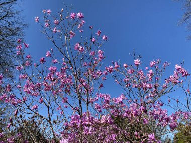 Netzadrige Azalee (Rhododendron reticulatum), Cenevre Konservatuarı ve Botanik Bahçesi (Konservatuar et Jardin botaniques de la Ville de Geneve) - İsviçre (Suisse))