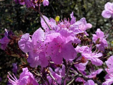 Cenevre şehrinin Konservatuvarı ve Botanik Bahçesi 'nde (Konservatuar et Jardin botaniques de la Geneve) çeşitli bitki örtüleri ve tropikal çiçekler bulunmaktadır (Suisse)