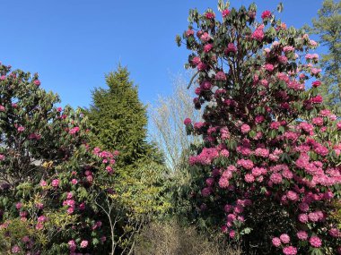 Cenevre şehrinin Konservatuvarı ve Botanik Bahçesi 'nde (Konservatuar et Jardin botaniques de la Geneve) çeşitli bitki örtüleri ve tropikal çiçekler bulunmaktadır (Suisse)