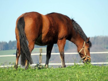 Mauensee Gölü veya Mauesee Gölü (Mauesee) yakınlarındaki bahar otlaklarında ve İsviçre 'deki Lucerne Kantonunda (Schweiz)