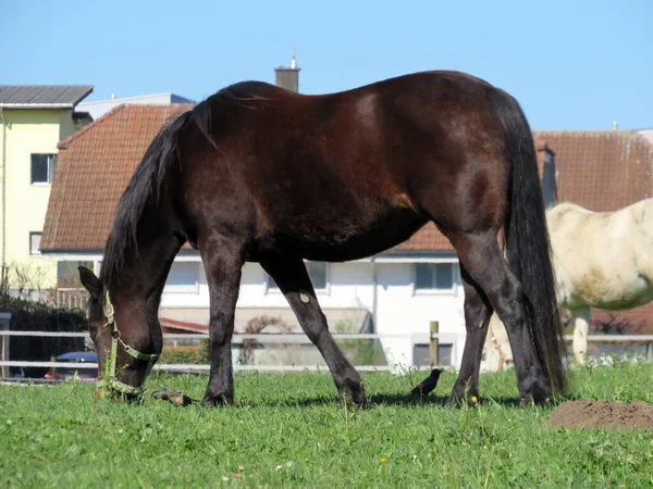 Cavalo Doméstico Preparado Pastagens Primavera Perto Lago Mauensee Lago Mauen — Fotografia de Stock