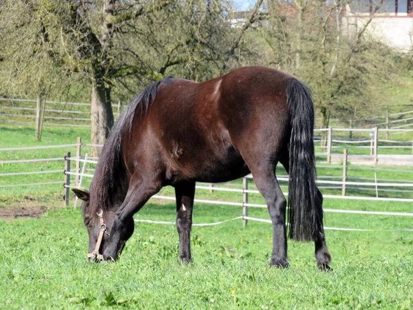 Cavalo Doméstico Preparado Pastagens Primavera Perto Lago Mauensee Lago Mauen — Fotografia de Stock