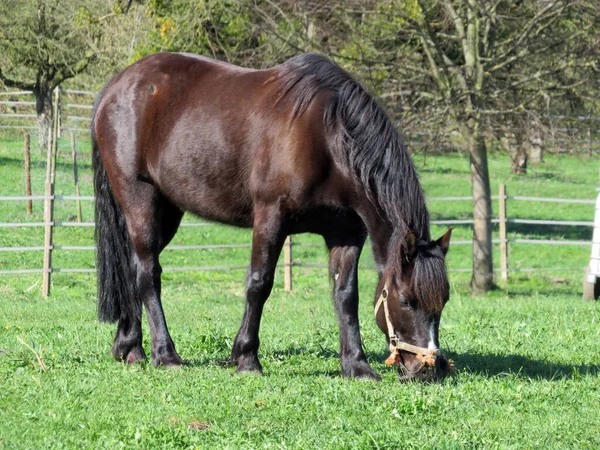 Cavalo Doméstico Preparado Pastagens Primavera Perto Lago Mauensee Lago Mauen — Fotografia de Stock