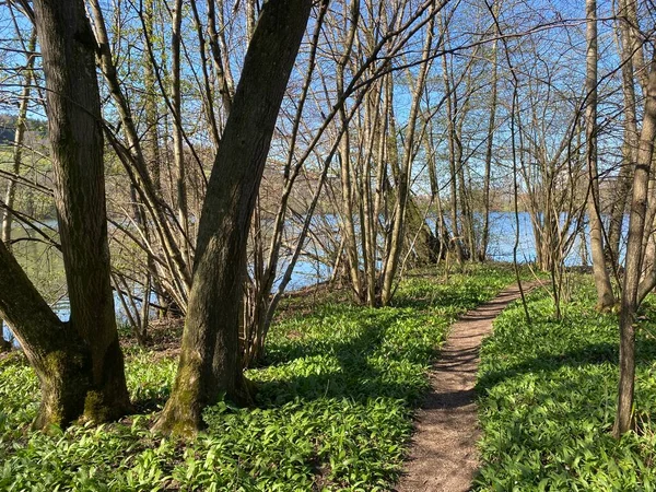 モーエンゼー湖またはモーアン湖 Mauesee に沿ったレクリエーションコースと遊歩道 スイスのルツェルン州 Schweiz — ストック写真