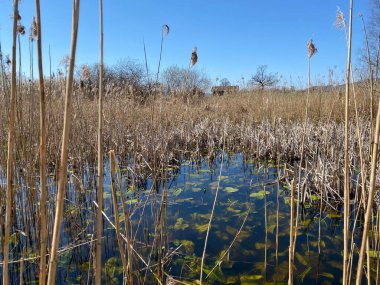 Doğal koruma alanı Hagimoos (Naturschutzgebiet Hagimoos) bataklık ovaları ve çayırları ile, Kottwil - Lucerne Kantonu, İsviçre (Schweiz)