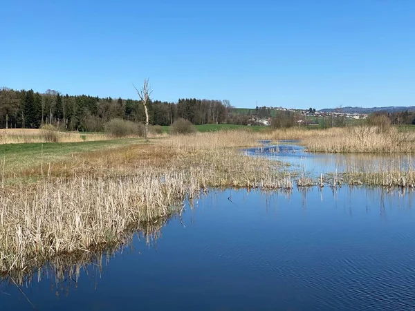 Hagimoos Naturschutzgebiet Hagimoos Болотистыми Низменными Пастбищами Лугами Kottwil Кантон Люцерн — стоковое фото