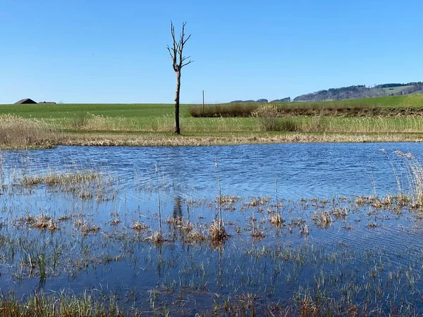 Hagimoos Naturschutzgebiet Hagimoos Болотистыми Низменными Пастбищами Лугами Kottwil Кантон Люцерн — стоковое фото